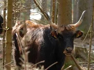ホテル Heidi ツヴィーゼル