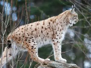 Heidi